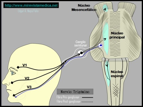 50099inervacionsensitivadelacaraV