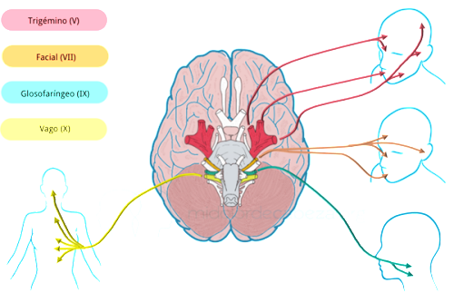 neuralgias_y_cefalea_3