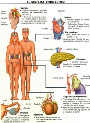 endocrino-p