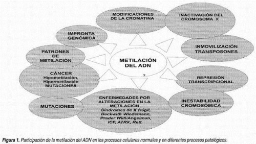 metilADN