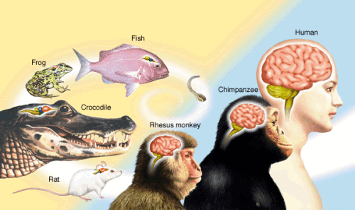 0RISKY_compare-brains