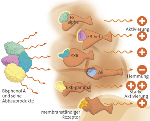 Hormone_Bild5.jpg.830571