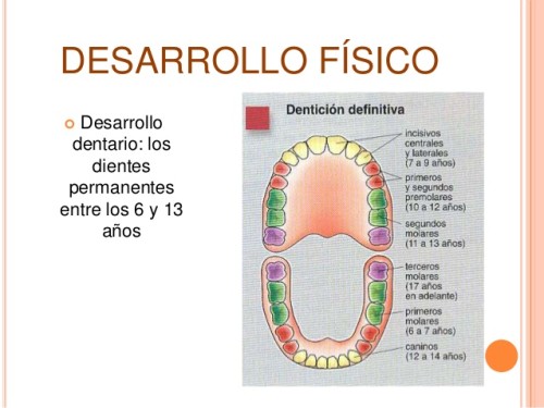 dentición