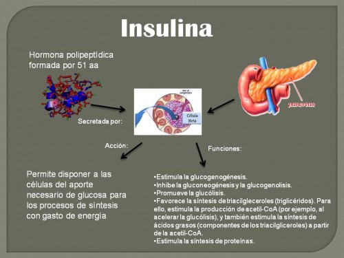 insulina