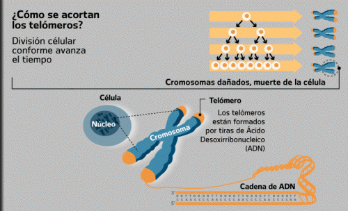 celual-eucariota-cromosoma-telomeros-acortamiento-envejecimiento-periodico-el-universal-mexico