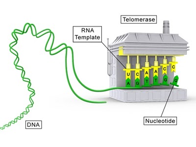 telomerasa1