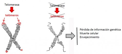 telomerase_es