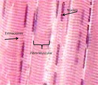 miofibrillas