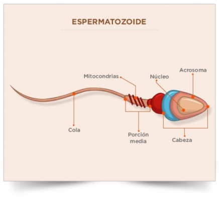 espermat