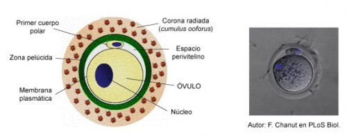 ovulo