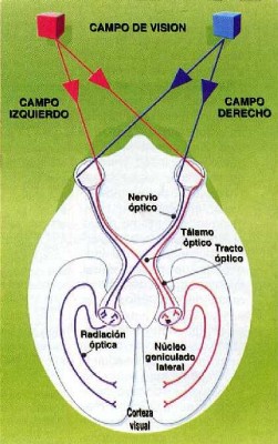 visión