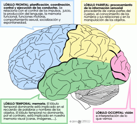 áreas cerebro
