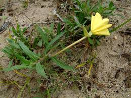 oenothera aff