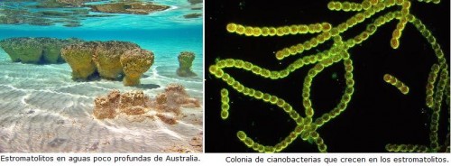 estromatolitos