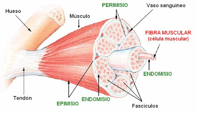 anatomía muscular