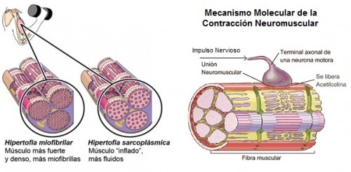 función muscular