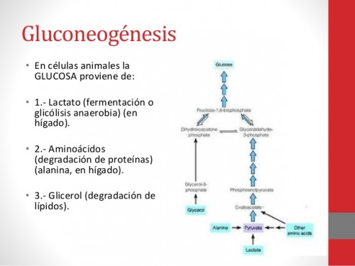gluconeogénesis