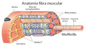 partes del músculo