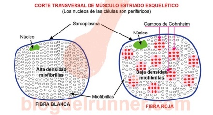 tipos de fibra