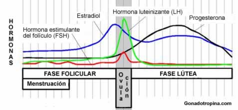 ciclo menstrual