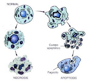 apoptosis