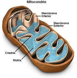 mitocondria