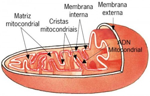 mitocondrias