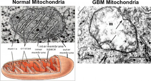 carcin_bgt480_f0002