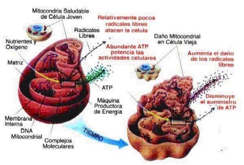 mitocondrias