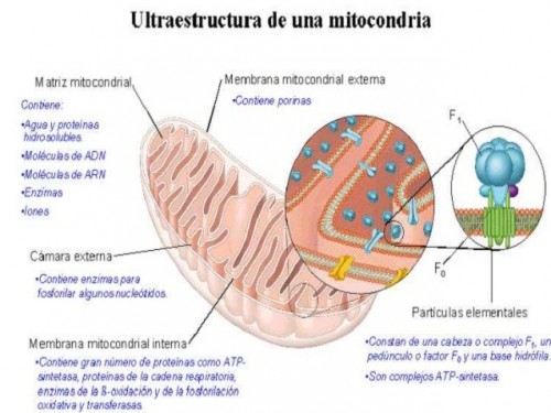 ultra mitoc