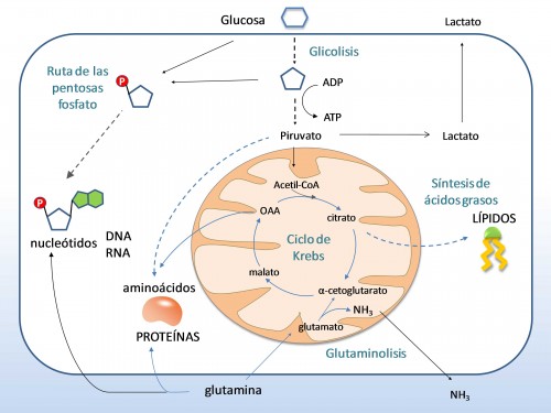 munoz-fig1 (1)